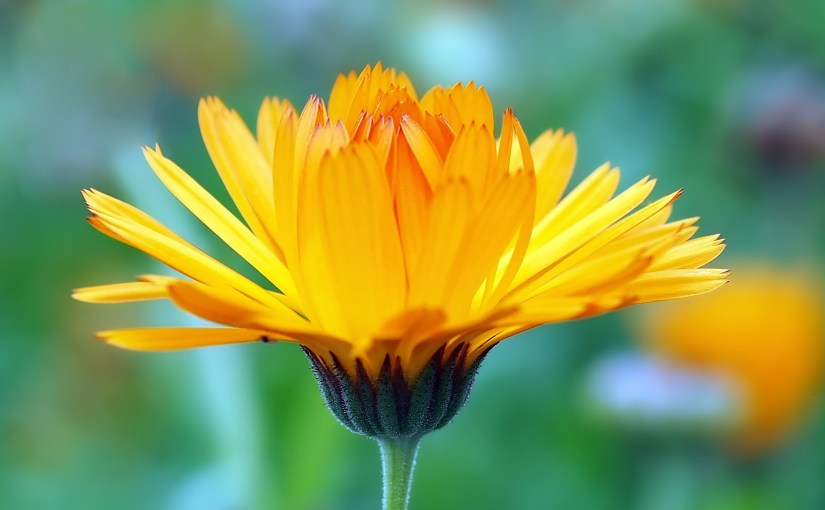 مرحبا بالهوميوباثي.. ومرحبا&nbsp;بالعافية